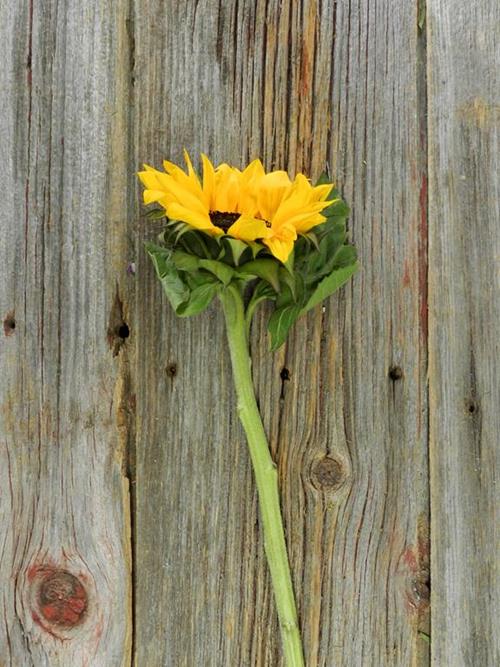 YELLOW SUNFLOWERS